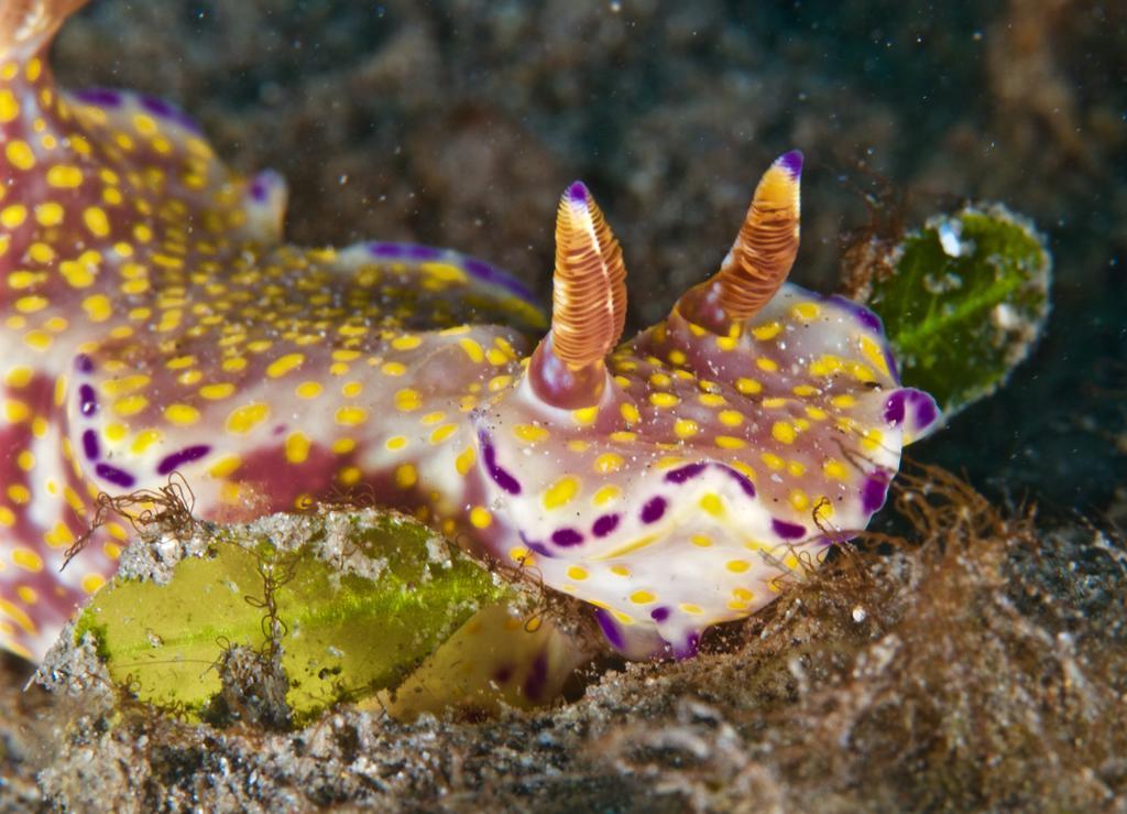 Molleh Guest House ペムテラン エクステリア 写真
